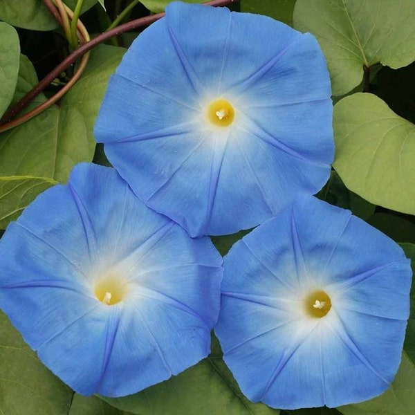 Heavenly Blue Morning Glory Flower Seeds - Ipomoea purpurea - B277