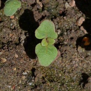 Farewell to Spring Godetia Seeds Clarkia amoena B356 image 2