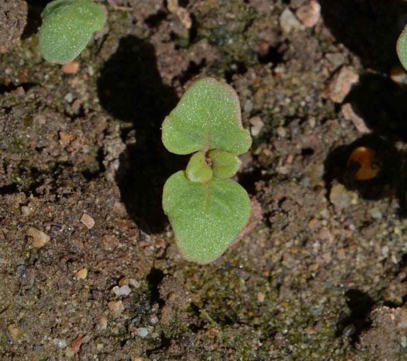 Farewell to Spring Godetia Seeds Clarkia amoena B356 image 2