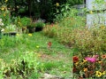 Southeast Wildflower Mix Seeds  - ST3