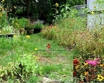 Southeast Wildflower Mix Seeds  - ST3