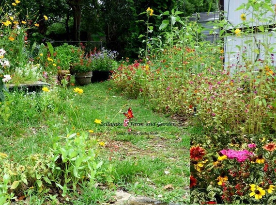 Southeast Wildflower Seed Mix