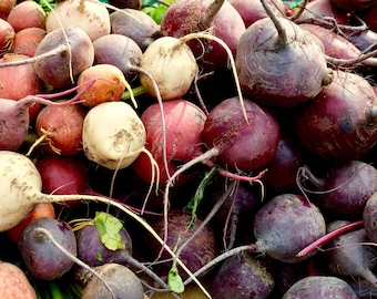 Homemade Heirloom Rainbow Beet Seed Mix - Beta vulgaris sp. - B316