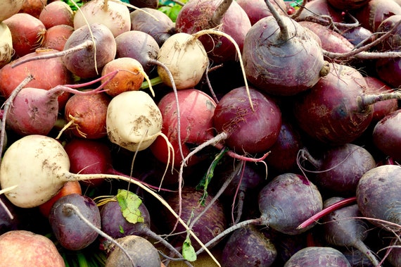Rainbow Mix Beet Seeds Grow Detroit Red Chioggia Gold White Etsy