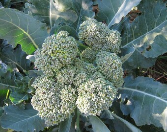 Waltham Broccoli 29 (400 thru 2 LB seeds) Save Money Grow a Proven Heirloom! #17