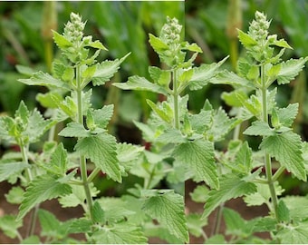 Catnip Seeds - Nepeta cataria - B3