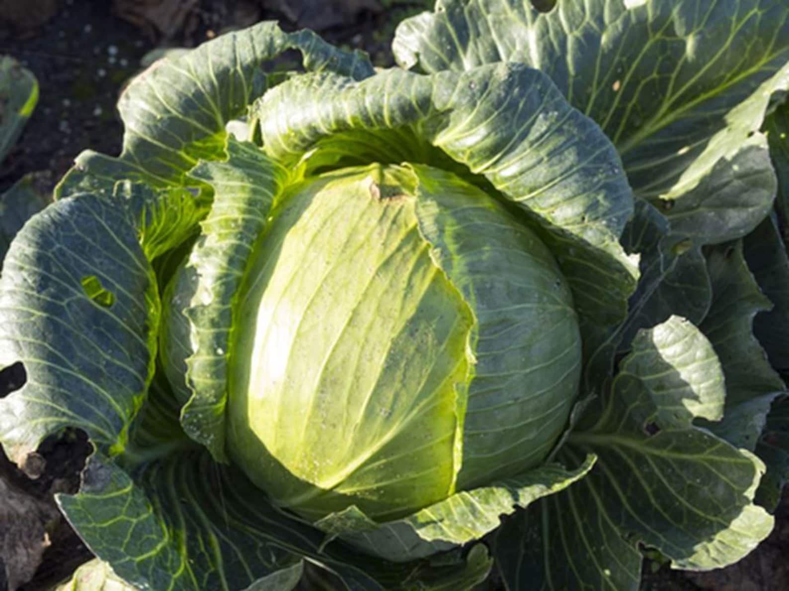 Cabbage Late Flat Dutch Seeds NO gmo heirloom bulk Etsy
