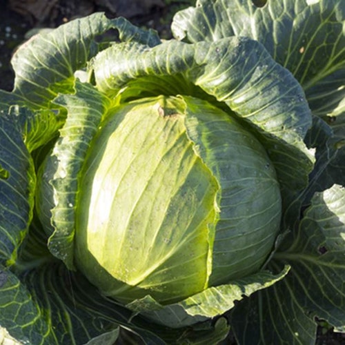 Heirloom Late Flat Dutch Cabbage Seeds Brassica Oleracea Etsy