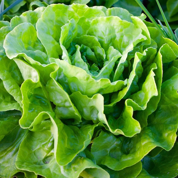 Heirloom Tom Thumb Lettuce Seeds - Lactuca sativa - B299