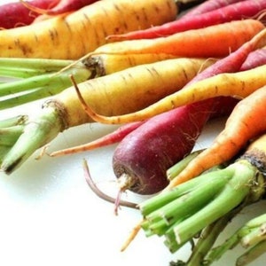 Heirloom Rainbow Carrot Seeds - Daucus carota - B258