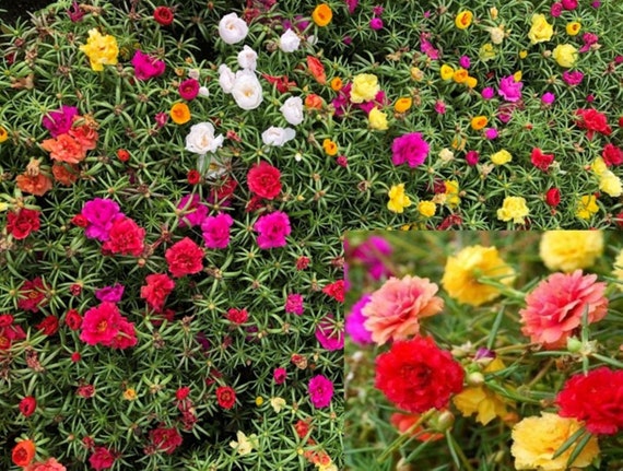 Moss Rose Double Mixed Flower Seed Portulaca Grandiflora Etsy Belgie