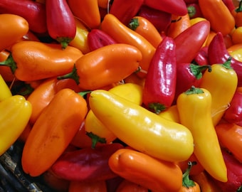 Heirloom Santa Fe Grande Pepper Seeds - Capsicum annuum - B139