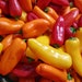 see more listings in the Vegetable Seeds section