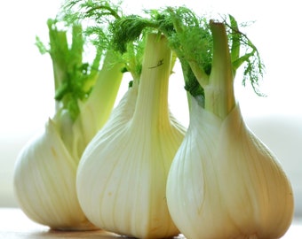 Florence Fennel Herb Seeds - Foeniculum vulgare - B198