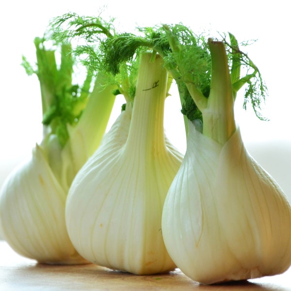 Florence Fennel Herb Seeds - Foeniculum vulgare - B198