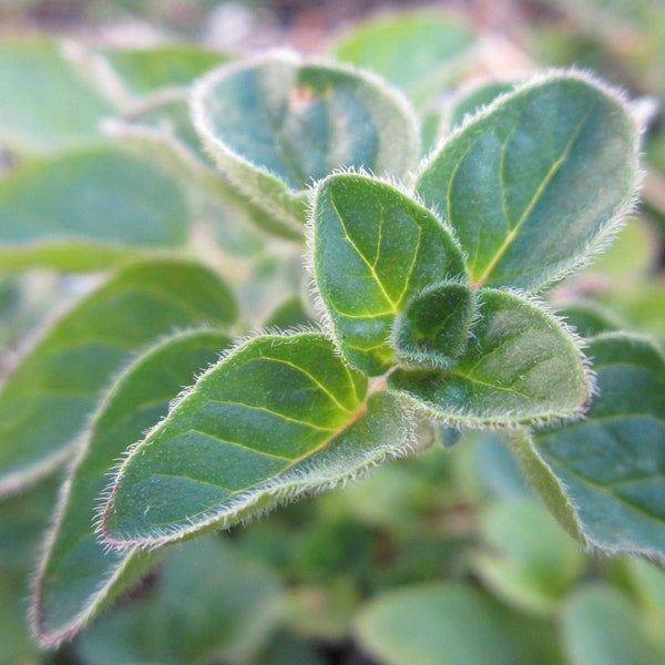 Heirloom Greek Oregano Seeds - Origanum vulgare - B133