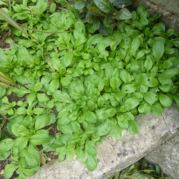 Corn Salad Seeds - Valerianella Locusta - B313