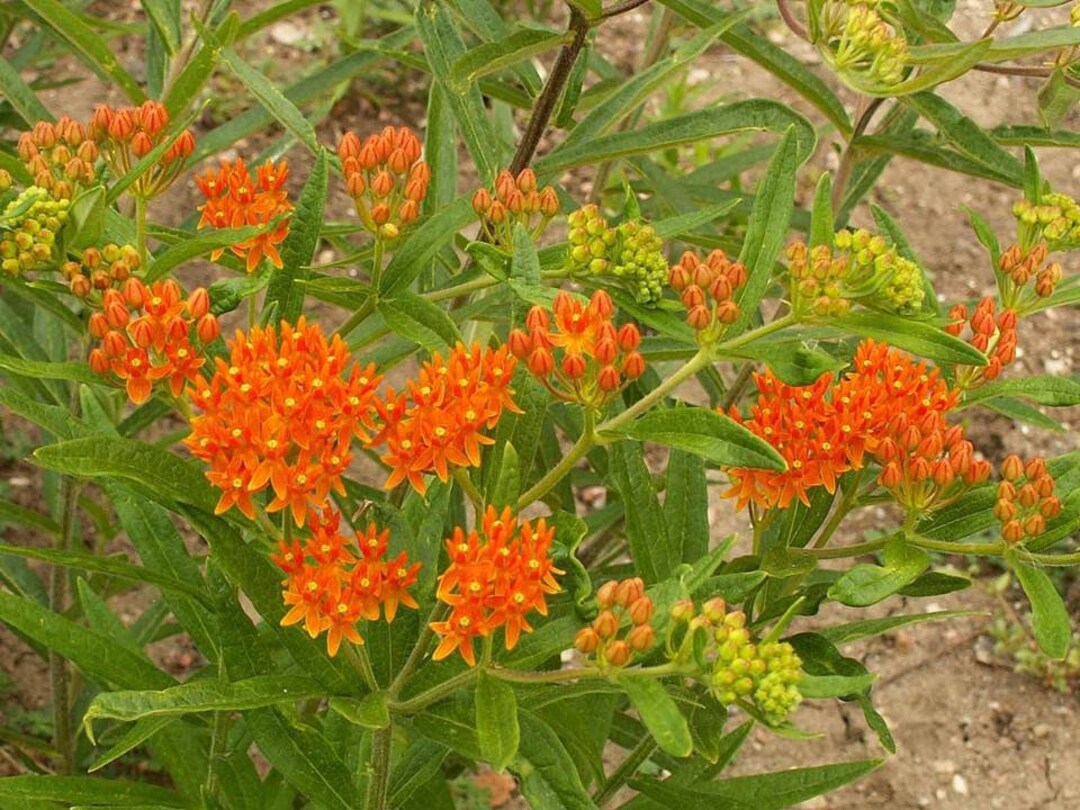 Butterfly Weed Seeds Asclepias Tuberosa B213 Etsy