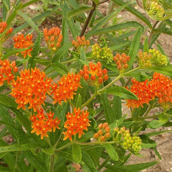 Butterfly Weed Seeds - Asclepias tuberosa - B213