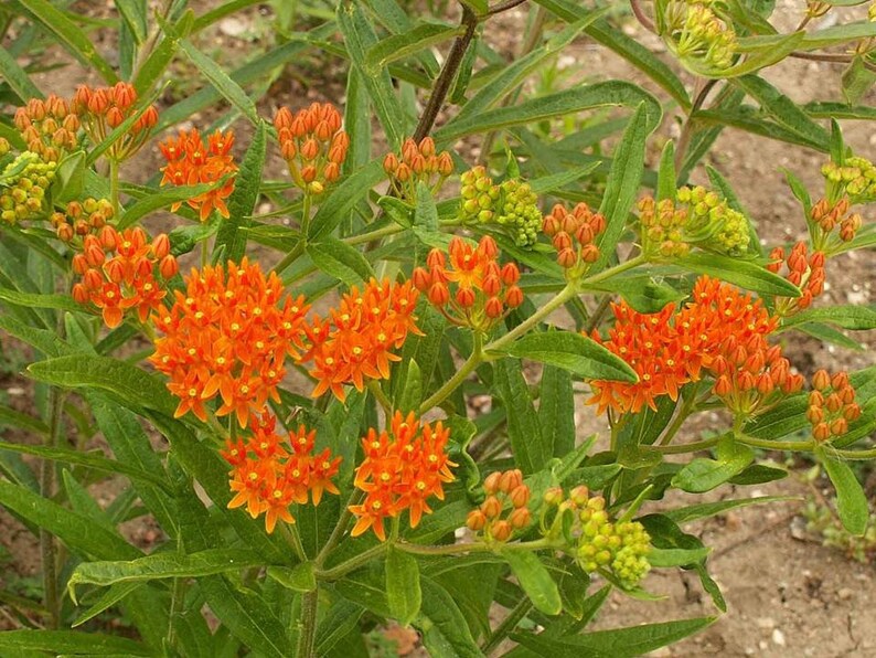 Butterfly Weed Seeds Orange Milkweed Asclepias tuberosa Etsy