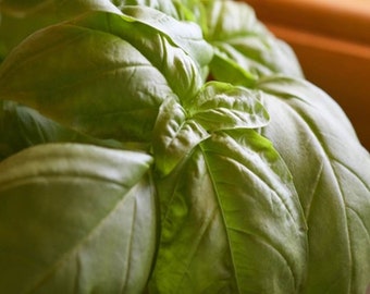 Heirloom Italian Large Leaf Sweet Basil Seeds - Ocimum basilicum - B155