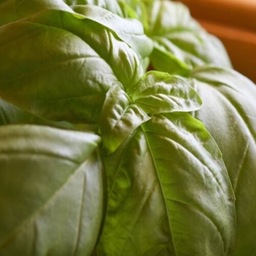 Heirloom Italian Large Leaf Sweet Basil Seeds - Ocimum basilicum - B155