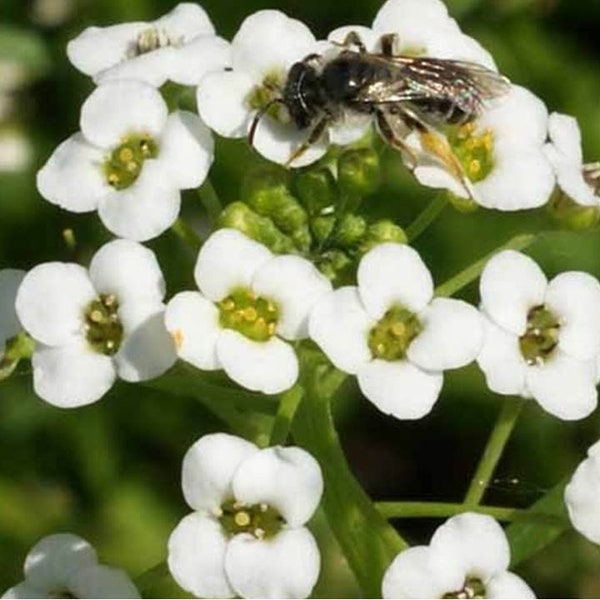 Tall White Sweet Alyssum Seeds - Lobularia maritima - B150