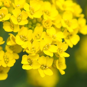 Alyssum Basket of Gold Flower Seeds - Aurinia saxatilis - B276