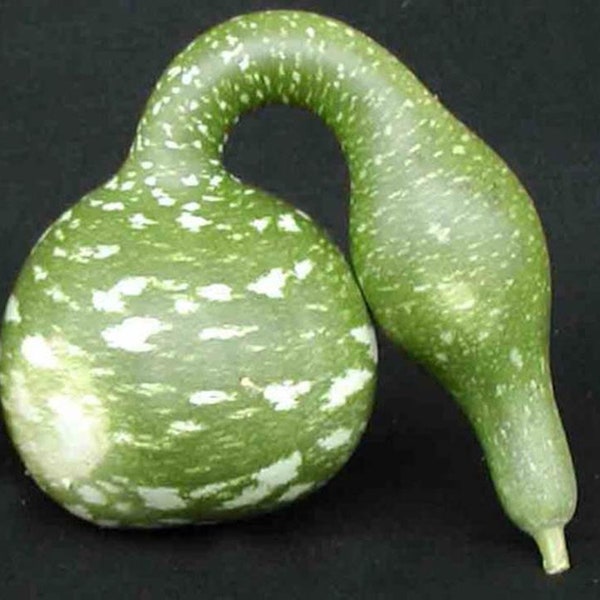 Heirloom Speckled Swan Gourd Seeds - 10 seeds - Buy 2 Get 1 Order Free - B113