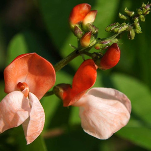 Heirloom Scarlet Runner Pole Bean Seeds - Phaseolus coccineus - C15