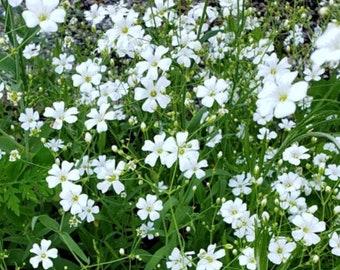 Baby's Breath Flower Seeds - Gypsophila paniculata - B62