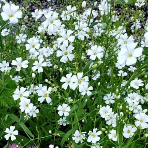 Baby's Breath Flower Seeds Gypsophila Paniculata B62 Etsy