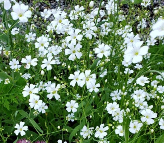 Baby's Breath (Gypsophila paniculata), The Beautiful