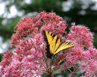 Sweet Joe Pye Milkweed Wildflower Seeds - Eupatorium purpureum - FR9