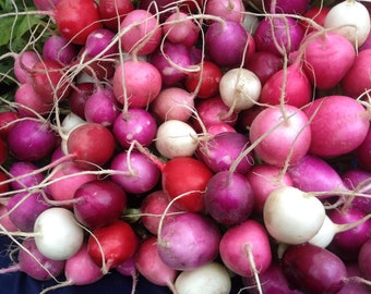 Heirloom Easter Egg Radish Seeds - Raphanus sativus - B286