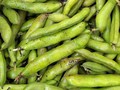 Broad Windsor Fava Bean Seeds - Vicia faba - C14