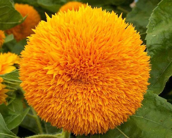 teddy bear sunflower