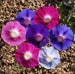 Day & Night Blooming Morning Glory Seed Mix - ST23 