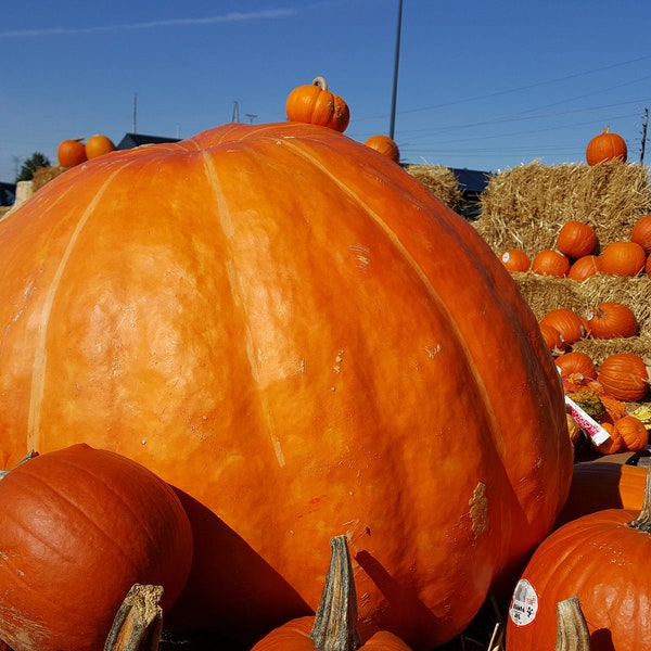 Atlantic Giant Pumpkin Seeds - Cucurbita maxima - B328