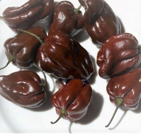 Chocolate Habanero Hot Chili Pepper Seeds Capsicum Chinense Etsy