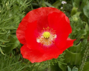 Heirloom Red Shirley Corn Poppy - 1750 seeds, 1/4 gram - Buy 2 Get 1 Order Free - B83