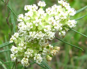 Whorled Milkweed - Asclepias verticillata - FR6