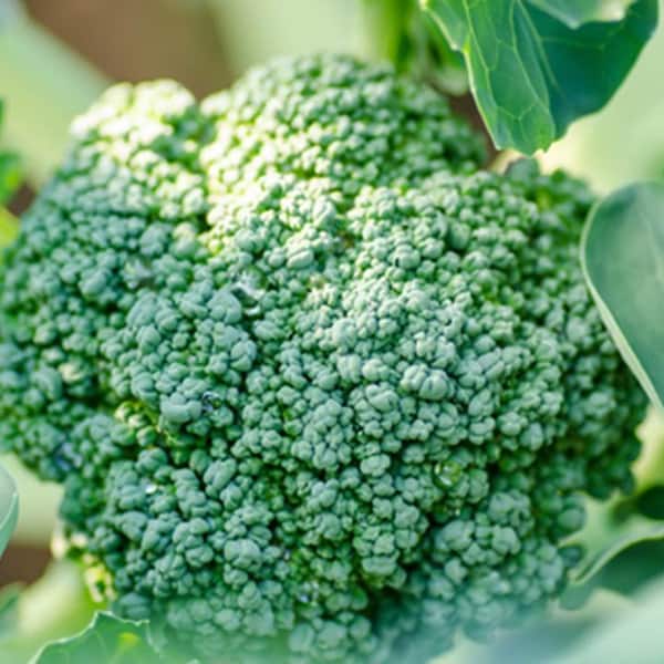 Heirloom Broccoli De Cicco Seeds - Brassica oleracea - B154