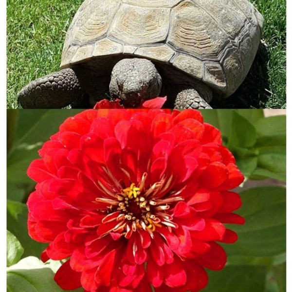 Zinnia Cherry Queen Flower Seeds - Zinnia elegans - B294