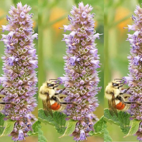 Anise Hyssop 500 Seeds 1/2 Gram Buy 2 Get 1 Order Free Etsy