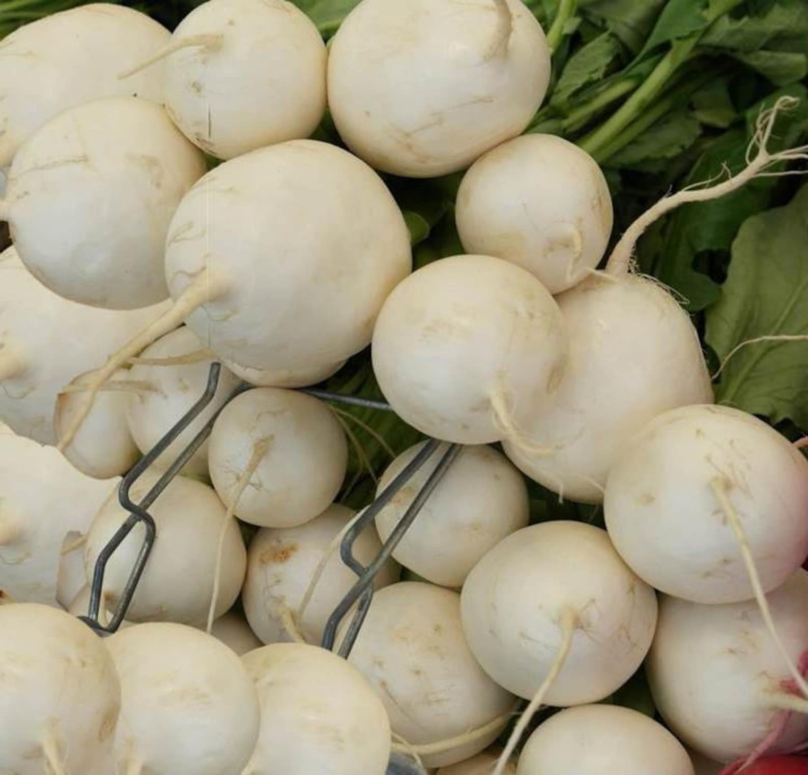 White Detroit Beet Seeds Choose Packet Size Bn14 Etsy