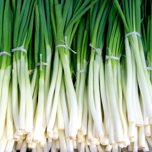 Heirloom Evergreen White Bunching Scallion Seeds - Allium fistulosum - B176