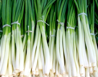 Heirloom Evergreen White Bunching Scallion Seeds - Allium fistulosum - B176