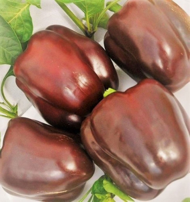 Heirloom Chocolate Beauty Bell Pepper Seeds Capsicum annuum B123 image 1