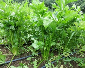 Heirloom Utah 52-70 Tall Celery Seeds - Apium graveolens - B26